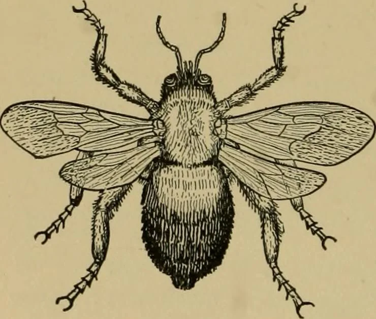 An illustration from Exercises in wood-working, with a short treatise on wood;, 1890, leaf 52