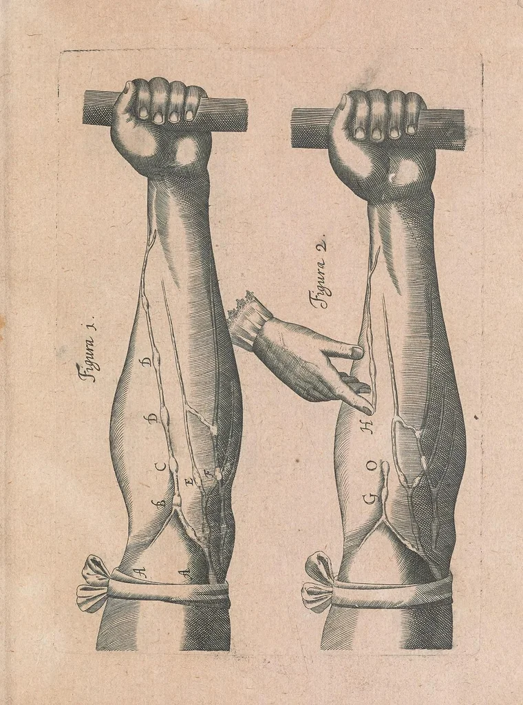 An illustration from Exercitatio anatomica de motv cordis et sangvinis in animalibvs, 1628, leaf 61