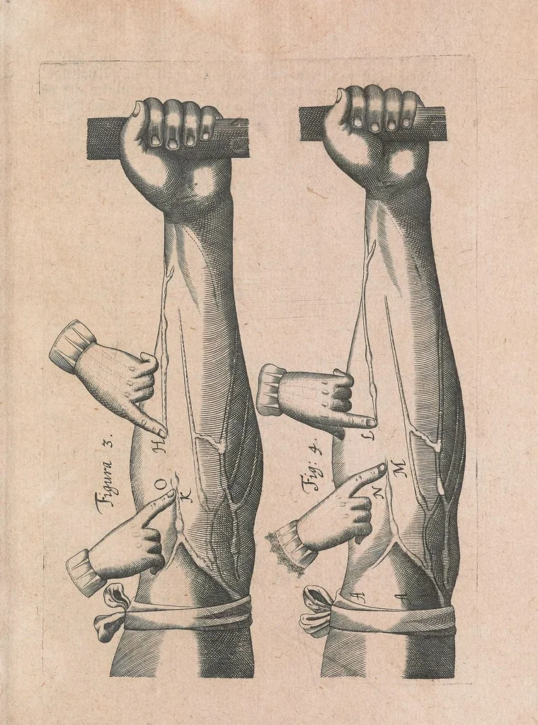An illustration from Exercitatio anatomica de motv cordis et sangvinis in animalibvs, 1628, leaf 63