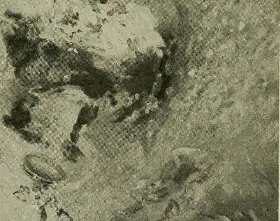 An illustration from Exhibition of French modern art : paintings, sculptures, etchings, and applied art, 1919, leaf 70