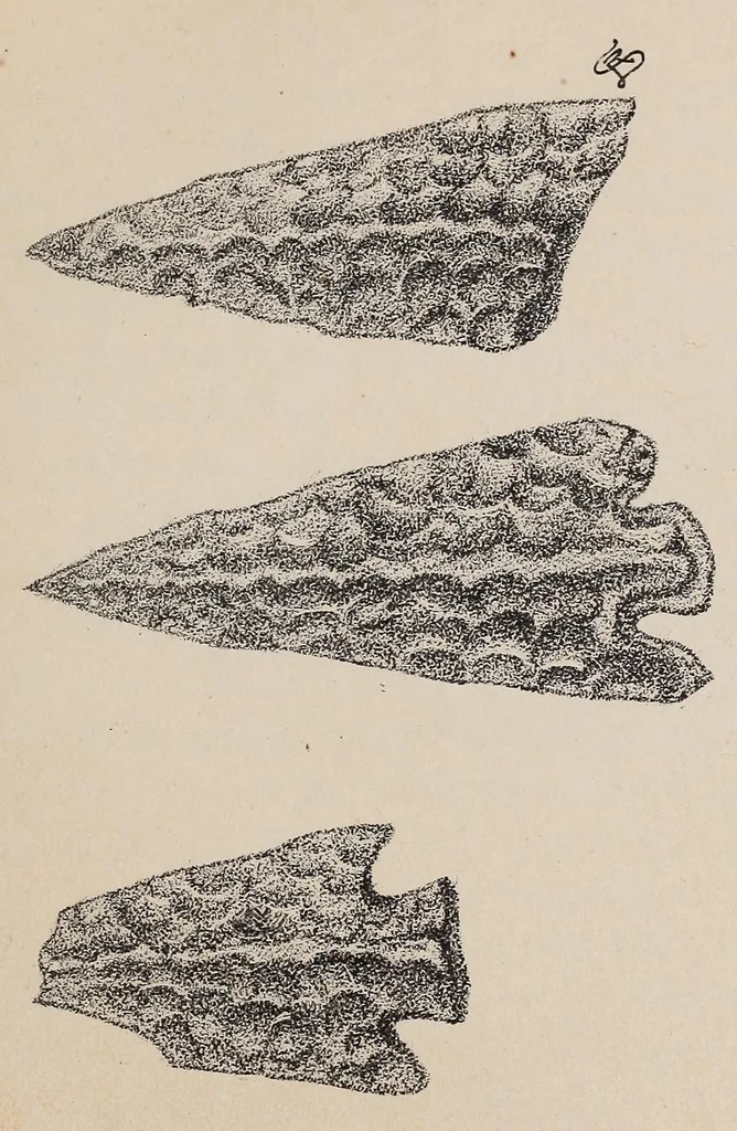 An illustration from Expedición Austral Argentina. Informes preliminares presentados a S.S.E.E. los Ministros del Interior y de Guerra y Marina de la República Argentina, 1883, leaf 219