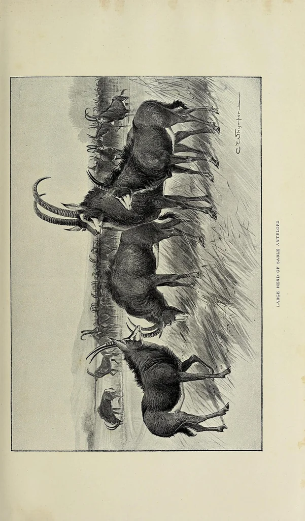An illustration from Exploration and hunting in central Africa 1895-96, 1898, leaf 57