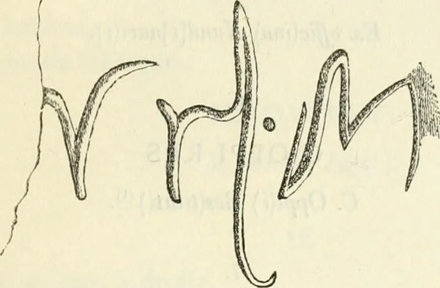 An illustration from Explorations épigraphiques et archéologiques en Tunisie, 1883, leaf 160