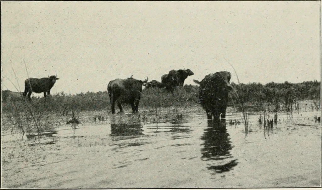 An illustration from Explorations in Bible lands during the 19th century, 1903, leaf 36