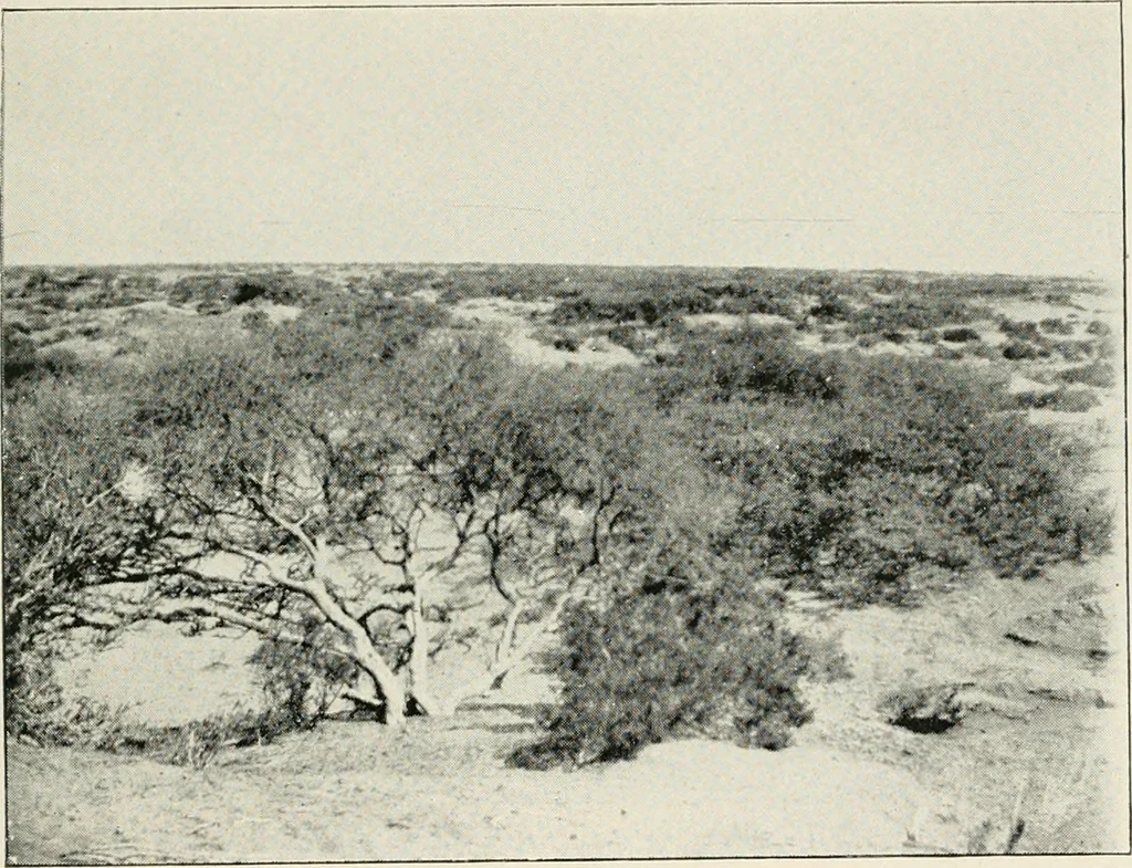 An illustration from Explorations in Bible lands during the 19th century, 1903, leaf 814