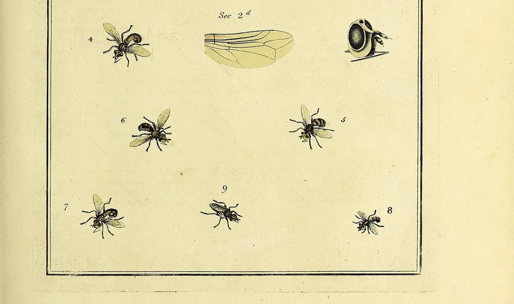 An illustration from An exposition of English insects : including the several classes of Neuroptera, Hymenoptera, & Diptera, or bees, flies, & Libellulae : exhibiting on 51 copper plates near 500 figures, accurately drawn & highly finished in colours, from nature : the whole minutely described, arranged & named, according to the Linnean system, with remarks : the figures of a great number of moths not in the Aurelian collection : formerly published by the same author and a plate with an explanation of colours, are likewise given in the work, 1782, leaf 117