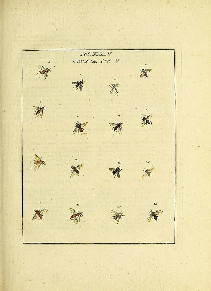 An illustration from An exposition of English insects : including the several classes of Neuroptera, Hymenoptera, & Diptera, or bees, flies, & Libellulae : exhibiting on 51 copper plates near 500 figures, accurately drawn & highly finished in colours, from nature : the whole minutely described, arranged & named, according to the Linnean system, with remarks : the figures of a great number of moths not in the Aurelian collection : formerly published by the same author and a plate with an explanation of colours, are likewise given in the work, 1782, leaf 189