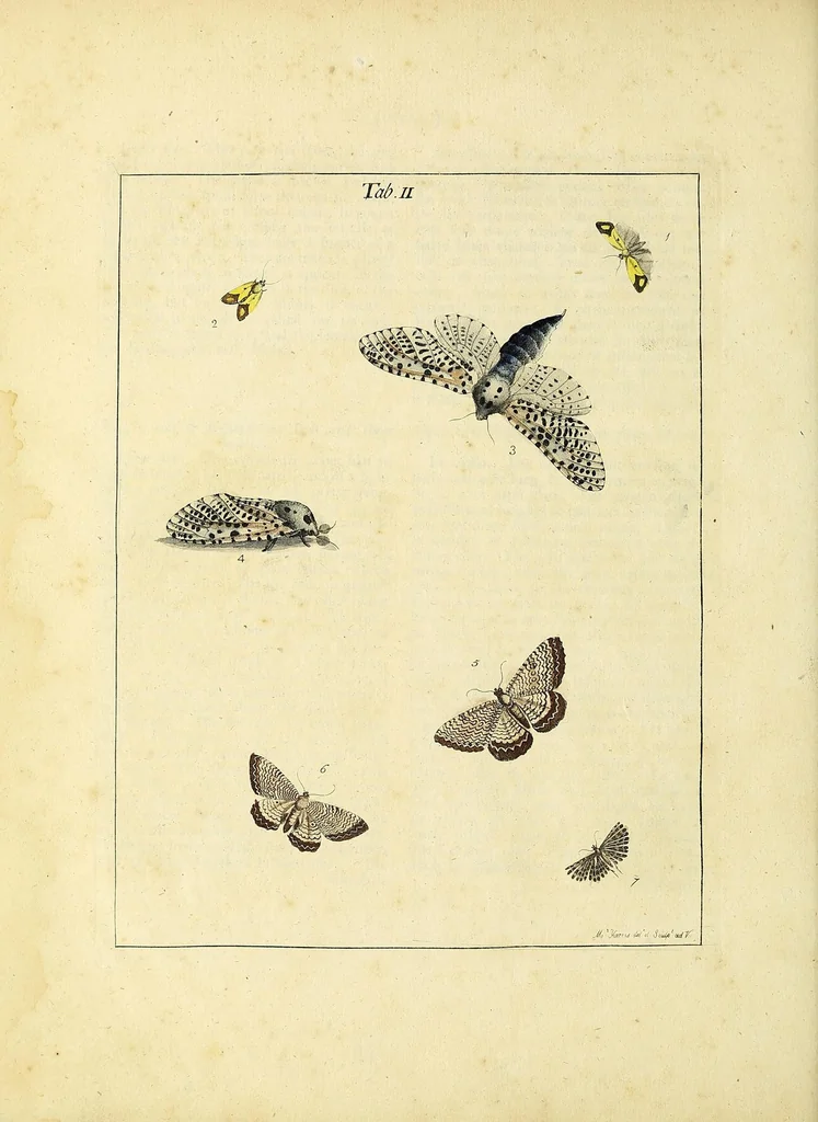 An illustration from An exposition of English insects : including the several classes of Neuroptera, Hymenoptera, & Diptera, or bees, flies, & Libellulae : exhibiting on 51 copper plates near 500 figures, accurately drawn & highly finished in colours, from nature : the whole minutely described, arranged & named, according to the Linnean system, with remarks : the figures of a great number of moths not in the Aurelian collection : formerly published by the same author and a plate with an explanation of colours, are likewise given in the work, 1782, leaf 22