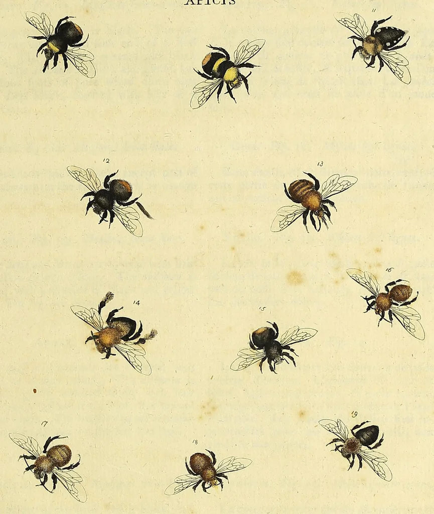 An illustration from An exposition of English insects : including the several classes of Neuroptera, Hymenoptera, & Diptera, or bees, flies, & Libellulae : exhibiting on 51 copper plates near 500 figures, accurately drawn & highly finished in colours, from nature : the whole minutely described, arranged & named, according to the Linnean system, with remarks : the figures of a great number of moths not in the Aurelian collection : formerly published by the same author and a plate with an explanation of colours, are likewise given in the work, 1782, leaf 223