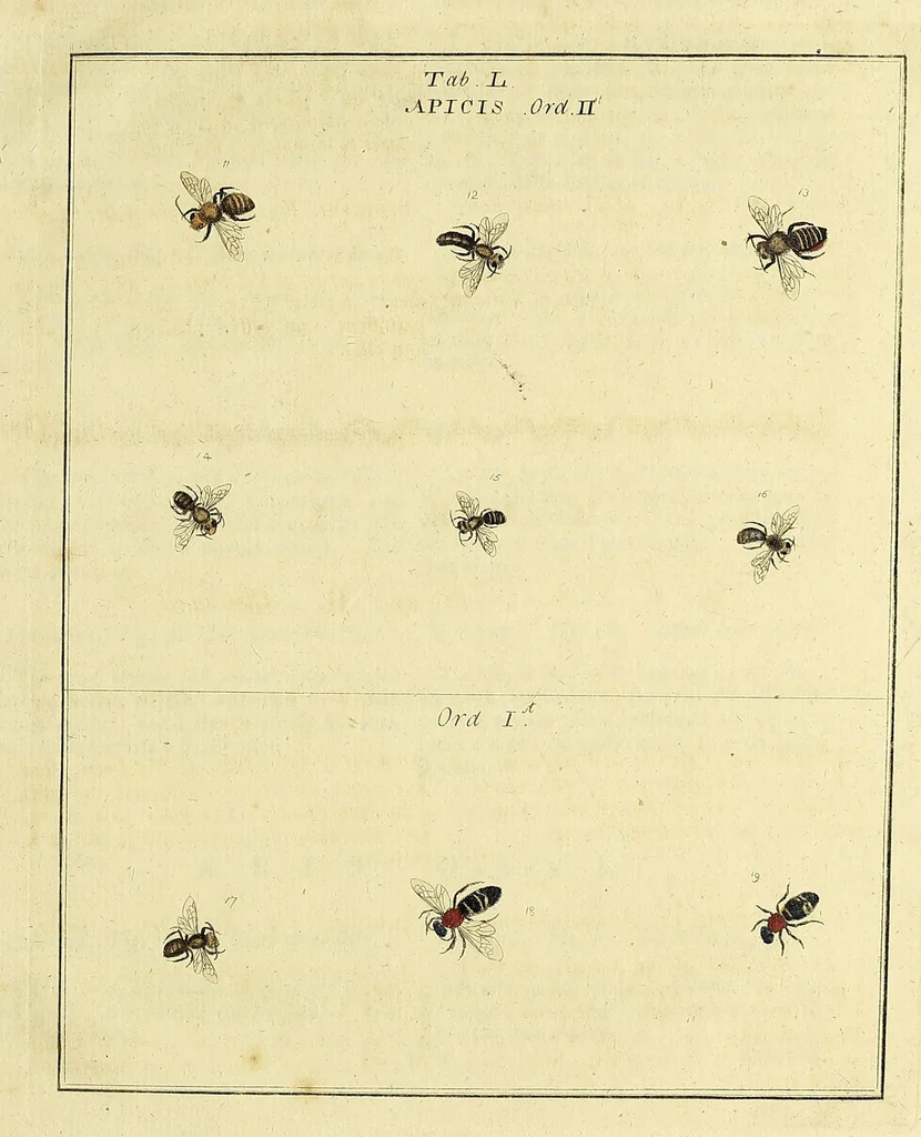 An illustration from An exposition of English insects : including the several classes of Neuroptera, Hymenoptera, & Diptera, or bees, flies, & Libellulae : exhibiting on 51 copper plates near 500 figures, accurately drawn & highly finished in colours, from nature : the whole minutely described, arranged & named, according to the Linnean system, with remarks : the figures of a great number of moths not in the Aurelian collection : formerly published by the same author and a plate with an explanation of colours, are likewise given in the work, 1782, leaf 271