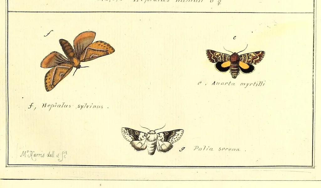 An illustration from An exposition of English insects : with curious observations and remarks, wherein each insect is particularly described; its parts and properties considered; the different sexes distinguished, and the natural history faithfully related : the whole illustrated with copper plates, 1776, leaf 45