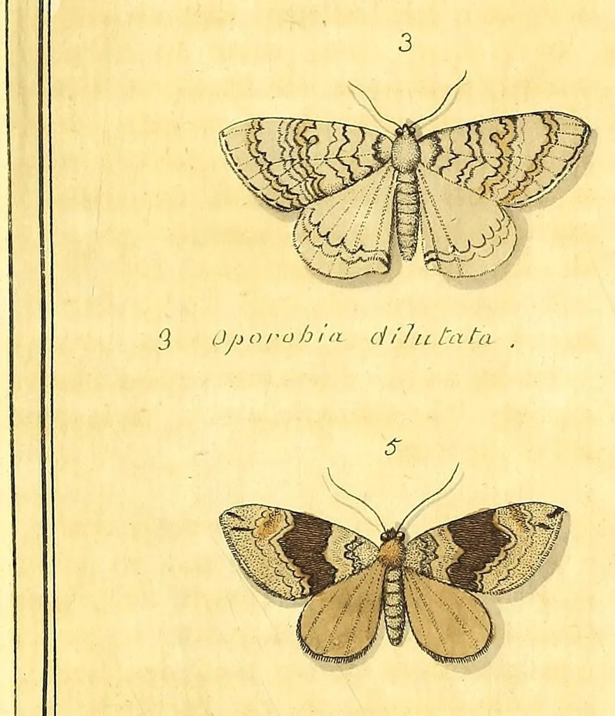 An illustration from An exposition of English insects : with curious observations and remarks, wherein each insect is particularly described; its parts and properties considered; the different sexes distinguished, and the natural history faithfully related : the whole illustrated with copper plates, 1776, leaf 65