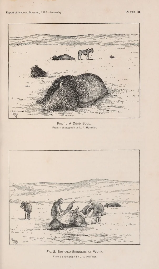 An illustration from The extermination of the American bison, 1889, leaf 107