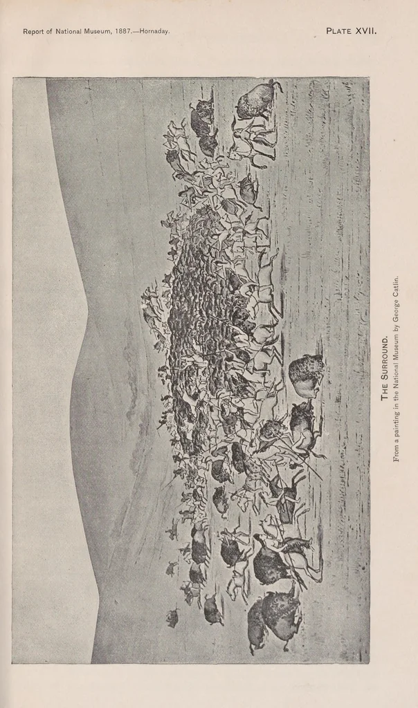 An illustration from The extermination of the American bison, 1889, leaf 163