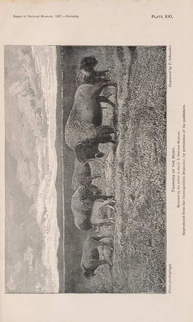 An illustration from The extermination of the American bison, 1889, leaf 231