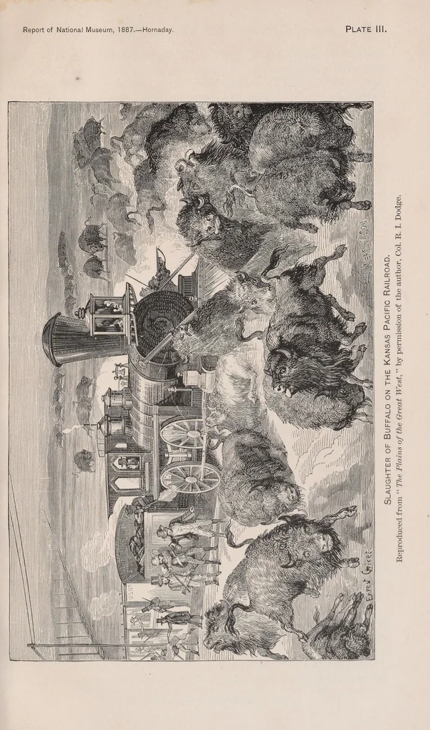 An illustration from The extermination of the American bison, 1889, leaf 45