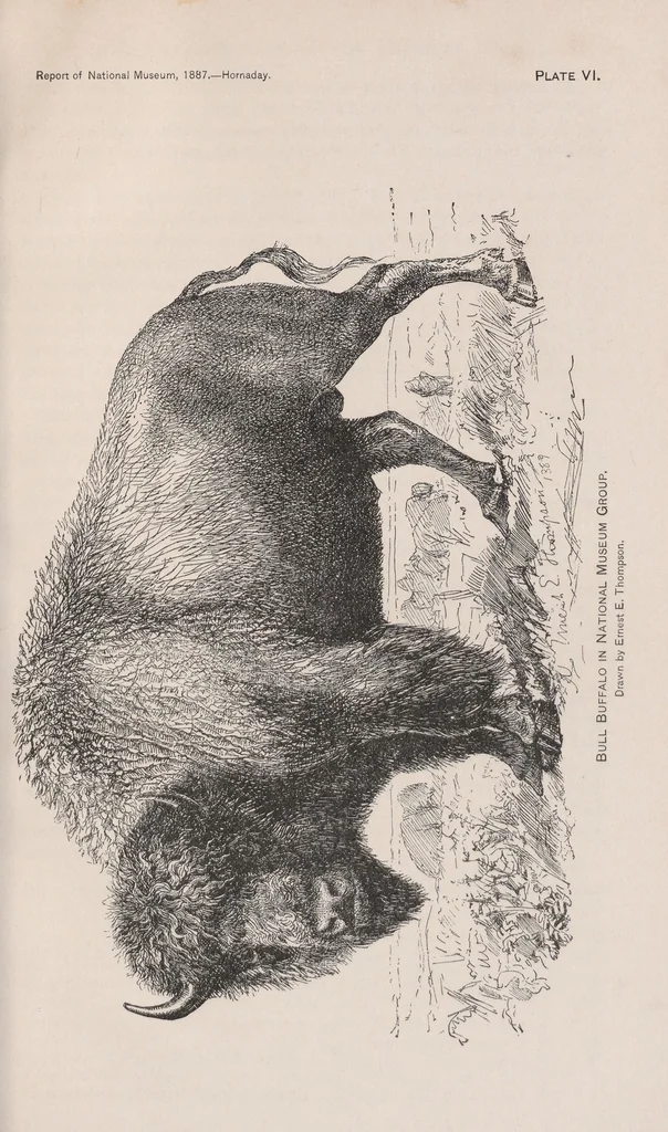 An illustration from The extermination of the American bison, 1889, leaf 63