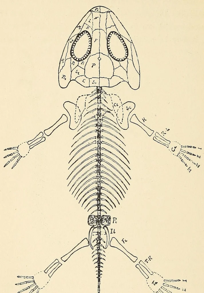An illustration from Extinct monsters and creatures of other days: a popular account of some of the larger forms of ancient animal life, 1911, leaf 162