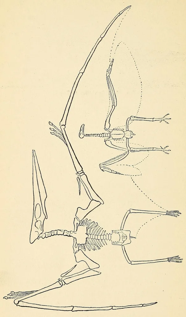 An illustration from Extinct monsters and creatures of other days: a popular account of some of the larger forms of ancient animal life, 1911, leaf 314