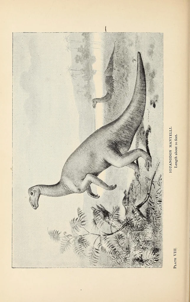 An illustration from Extinct monsters : a popular account of some of the larger forms of ancient animal life, 1893, leaf 168