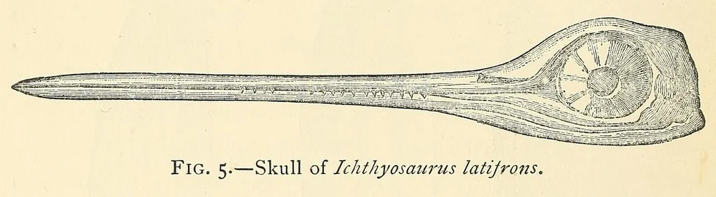 An illustration from Extinct monsters : a popular account of some of the larger forms of ancient animal life, 1893, leaf 88