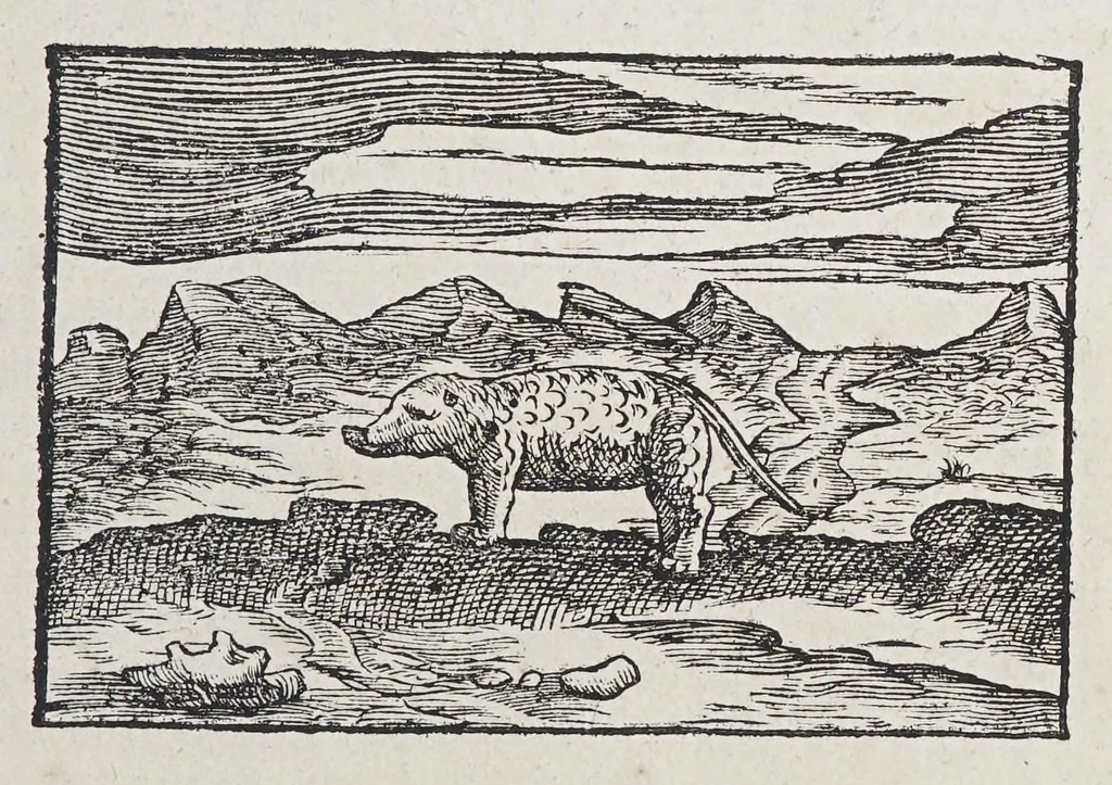 An illustration from Eyghentlijcke beschryvinghe van West-Indien : hoe die landen en provintien gehleghen zijn ..., 1621, leaf 7