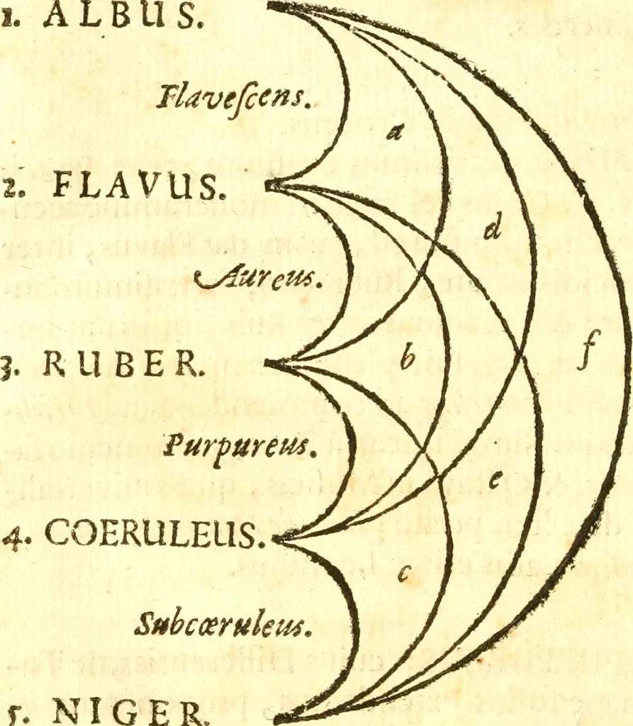 An illustration from Fabii Columnæ, Lyncei, nobilis Neapolitani, genere Romani, Opusculum de Purpura : Romae primùm, an. 1616 editum, & nunc iterùm luci datum, operâ ac studio Johann-Danielis Majoris ... cujus novissimè accesserunt annotationes quædam, 1675, leaf 109