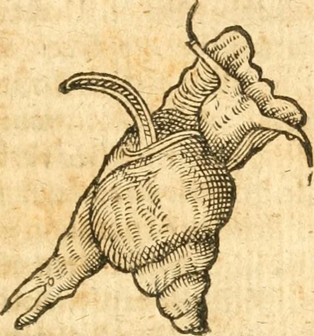 An illustration from Fabii Columnæ, Lyncei, nobilis Neapolitani, genere Romani, Opusculum de Purpura : Romae primùm, an. 1616 editum, & nunc iterùm luci datum, operâ ac studio Johann-Danielis Majoris ... cujus novissimè accesserunt annotationes quædam, 1675, leaf 170