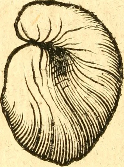 An illustration from Fabii Columnæ, Lyncei, nobilis Neapolitani, genere Romani, Opusculum de Purpura : Romae primùm, an. 1616 editum, & nunc iterùm luci datum, operâ ac studio Johann-Danielis Majoris ... cujus novissimè accesserunt annotationes quædam, 1675, leaf 185