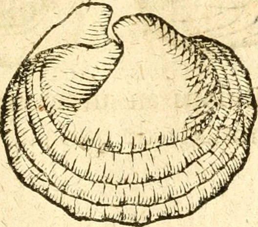An illustration from Fabii Columnæ, Lyncei, nobilis Neapolitani, genere Romani, Opusculum de Purpura : Romae primùm, an. 1616 editum, & nunc iterùm luci datum, operâ ac studio Johann-Danielis Majoris ... cujus novissimè accesserunt annotationes quædam, 1675, leaf 192