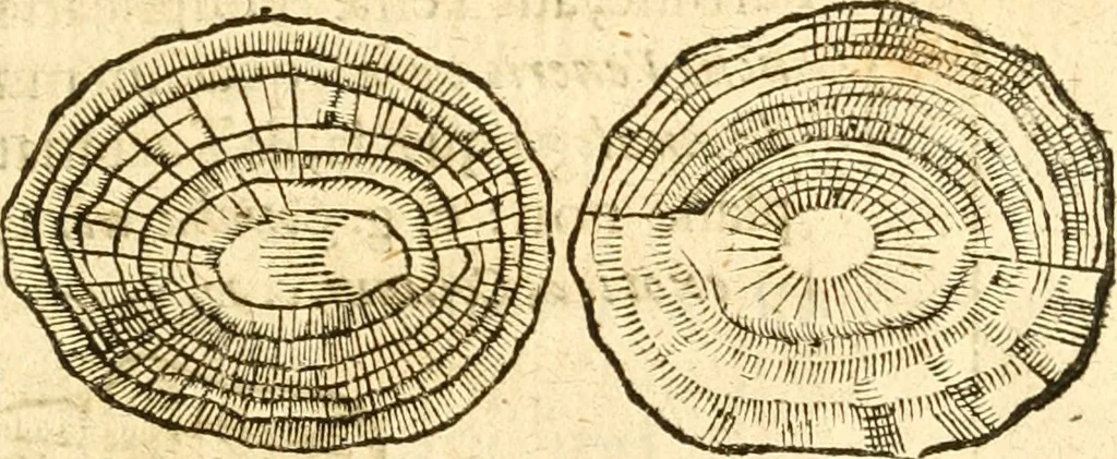 An illustration from Fabii Columnæ, Lyncei, nobilis Neapolitani, genere Romani, Opusculum de Purpura : Romae primùm, an. 1616 editum, & nunc iterùm luci datum, operâ ac studio Johann-Danielis Majoris ... cujus novissimè accesserunt annotationes quædam, 1675, leaf 194