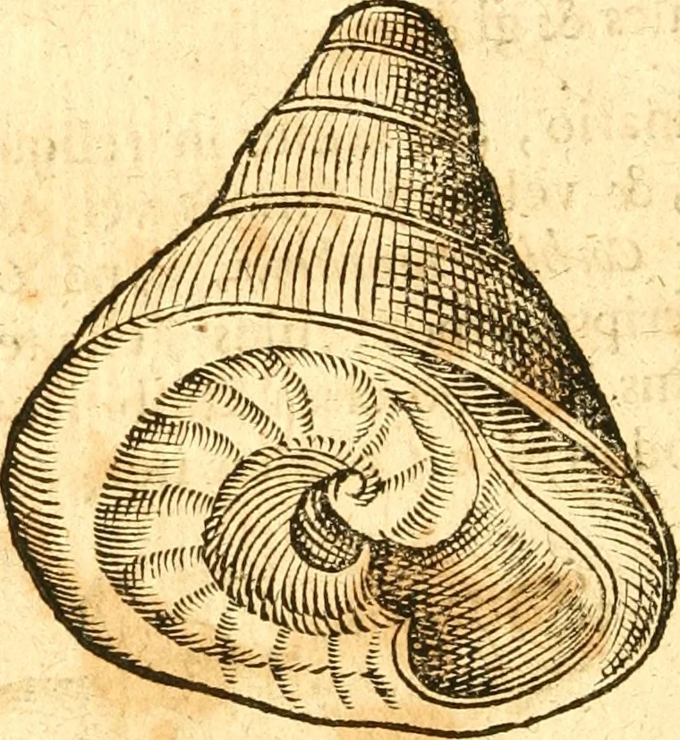 An illustration from Fabii Columnæ, Lyncei, nobilis Neapolitani, genere Romani, Opusculum de Purpura : Romae primùm, an. 1616 editum, & nunc iterùm luci datum, operâ ac studio Johann-Danielis Majoris ... cujus novissimè accesserunt annotationes quædam, 1675, leaf 201