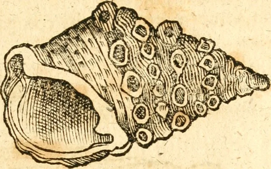 An illustration from Fabii Columnæ, Lyncei, nobilis Neapolitani, genere Romani, Opusculum de Purpura : Romae primùm, an. 1616 editum, & nunc iterùm luci datum, operâ ac studio Johann-Danielis Majoris ... cujus novissimè accesserunt annotationes quædam, 1675, leaf 202