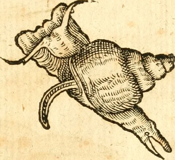 An illustration from Fabii Columnæ, Lyncei, nobilis Neapolitani, genere Romani, Opusculum de Purpura : Romae primùm, an. 1616 editum, & nunc iterùm luci datum, operâ ac studio Johann-Danielis Majoris ... cujus novissimè accesserunt annotationes quædam, 1675, leaf 202