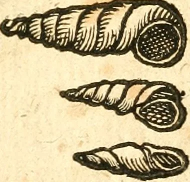 An illustration from Fabii Columnæ, Lyncei, nobilis Neapolitani, genere Romani, Opusculum de Purpura : Romae primùm, an. 1616 editum, & nunc iterùm luci datum, operâ ac studio Johann-Danielis Majoris ... cujus novissimè accesserunt annotationes quædam, 1675, leaf 202