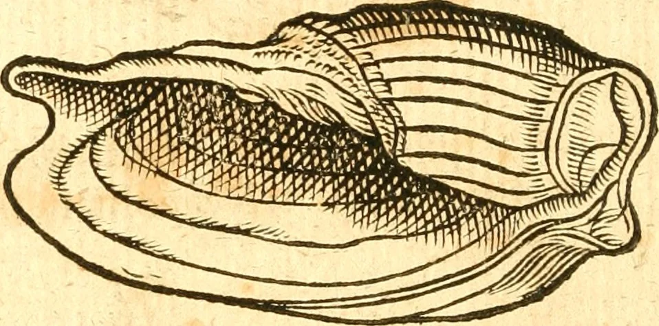 An illustration from Fabii Columnæ, Lyncei, nobilis Neapolitani, genere Romani, Opusculum de Purpura : Romae primùm, an. 1616 editum, & nunc iterùm luci datum, operâ ac studio Johann-Danielis Majoris ... cujus novissimè accesserunt annotationes quædam, 1675, leaf 203