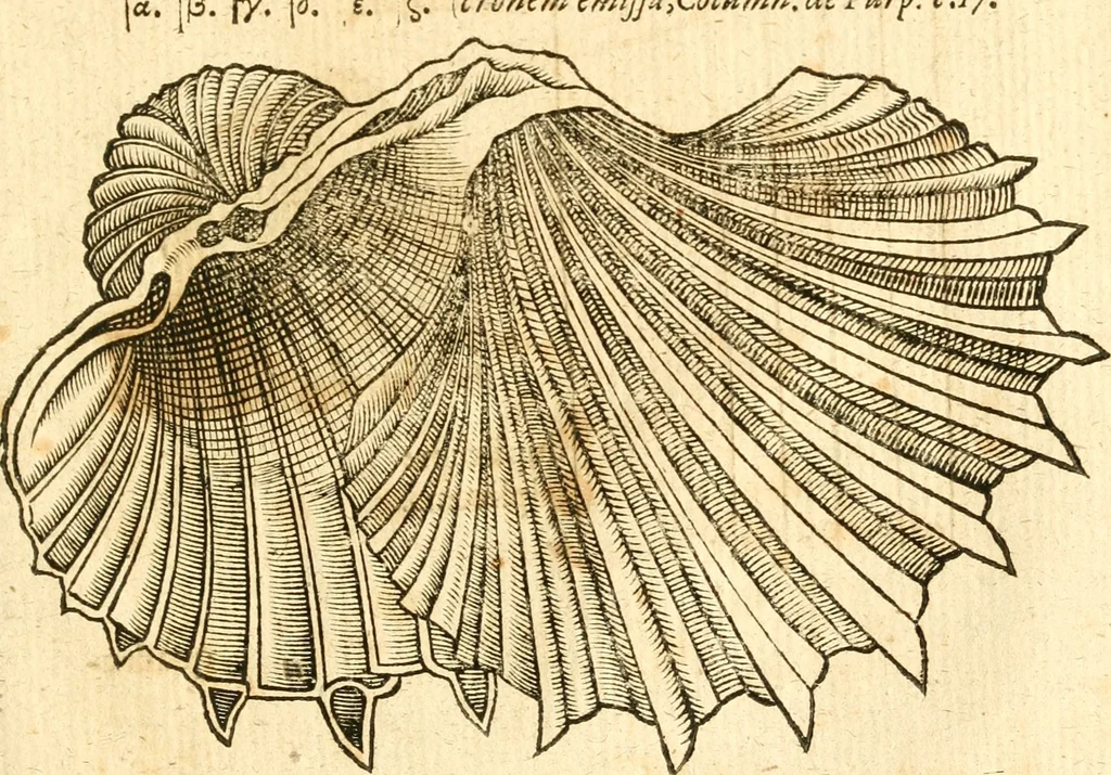 An illustration from Fabii Columnæ, Lyncei, nobilis Neapolitani, genere Romani, Opusculum de Purpura : Romae primùm, an. 1616 editum, & nunc iterùm luci datum, operâ ac studio Johann-Danielis Majoris ... cujus novissimè accesserunt annotationes quædam, 1675, leaf 204