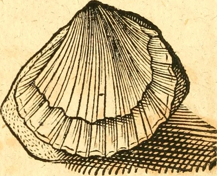 An illustration from Fabii Columnæ, Lyncei, nobilis Neapolitani, genere Romani, Opusculum de Purpura : Romae primùm, an. 1616 editum, & nunc iterùm luci datum, operâ ac studio Johann-Danielis Majoris ... cujus novissimè accesserunt annotationes quædam, 1675, leaf 205