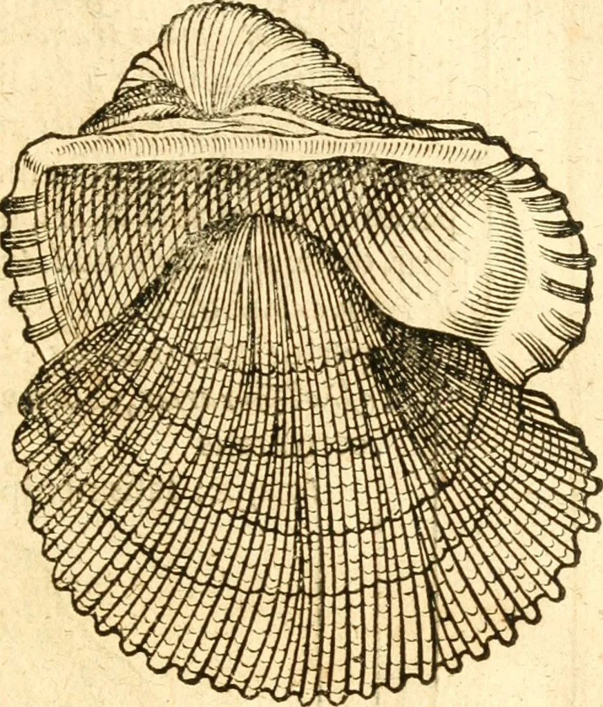 An illustration from Fabii Columnæ, Lyncei, nobilis Neapolitani, genere Romani, Opusculum de Purpura : Romae primùm, an. 1616 editum, & nunc iterùm luci datum, operâ ac studio Johann-Danielis Majoris ... cujus novissimè accesserunt annotationes quædam, 1675, leaf 206