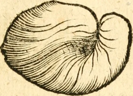 An illustration from Fabii Columnæ, Lyncei, nobilis Neapolitani, genere Romani, Opusculum de Purpura : Romae primùm, an. 1616 editum, & nunc iterùm luci datum, operâ ac studio Johann-Danielis Majoris ... cujus novissimè accesserunt annotationes quædam, 1675, leaf 208