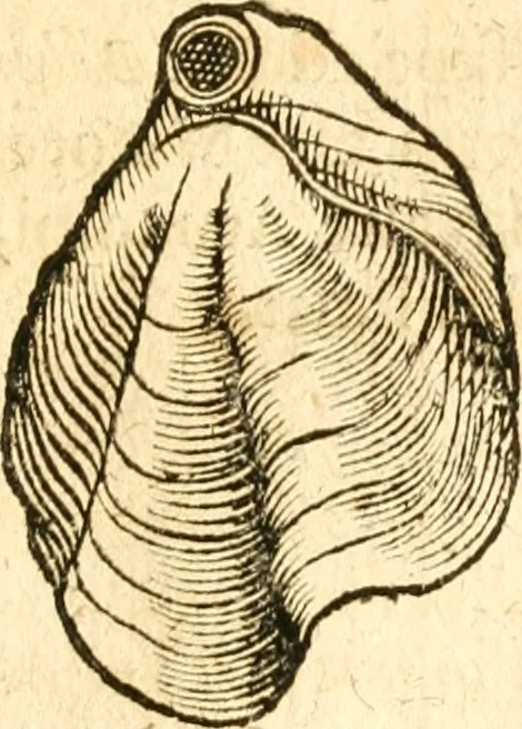 An illustration from Fabii Columnæ, Lyncei, nobilis Neapolitani, genere Romani, Opusculum de Purpura : Romae primùm, an. 1616 editum, & nunc iterùm luci datum, operâ ac studio Johann-Danielis Majoris ... cujus novissimè accesserunt annotationes quædam, 1675, leaf 208
