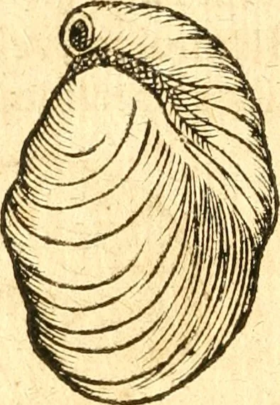 An illustration from Fabii Columnæ, Lyncei, nobilis Neapolitani, genere Romani, Opusculum de Purpura : Romae primùm, an. 1616 editum, & nunc iterùm luci datum, operâ ac studio Johann-Danielis Majoris ... cujus novissimè accesserunt annotationes quædam, 1675, leaf 209