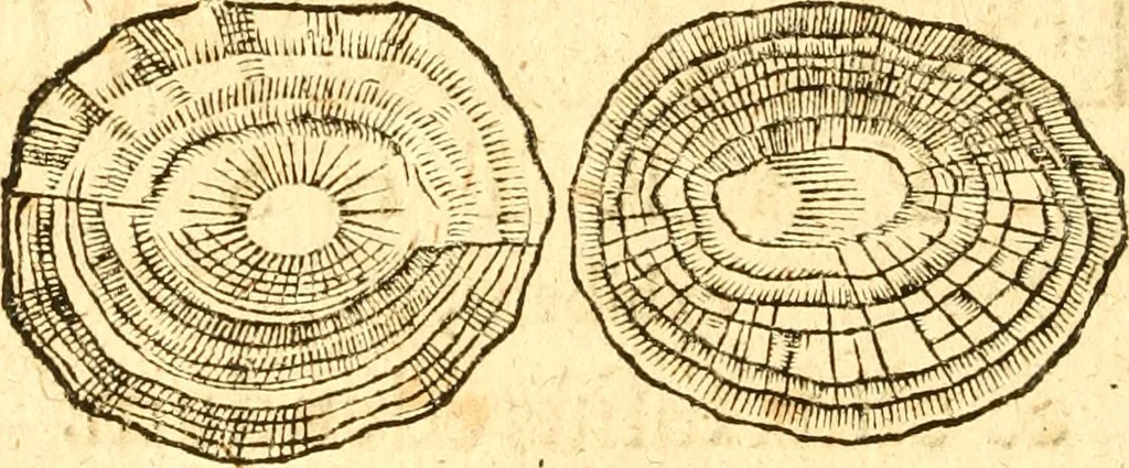 An illustration from Fabii Columnæ, Lyncei, nobilis Neapolitani, genere Romani, Opusculum de Purpura : Romae primùm, an. 1616 editum, & nunc iterùm luci datum, operâ ac studio Johann-Danielis Majoris ... cujus novissimè accesserunt annotationes quædam, 1675, leaf 211