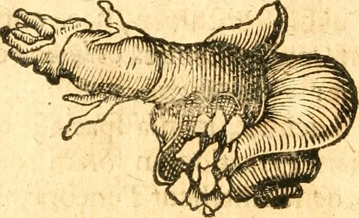 An illustration from Fabii Columnæ, Lyncei, nobilis Neapolitani, genere Romani, Opusculum de Purpura : Romae primùm, an. 1616 editum, & nunc iterùm luci datum, operâ ac studio Johann-Danielis Majoris ... cujus novissimè accesserunt annotationes quædam, 1675, leaf 223