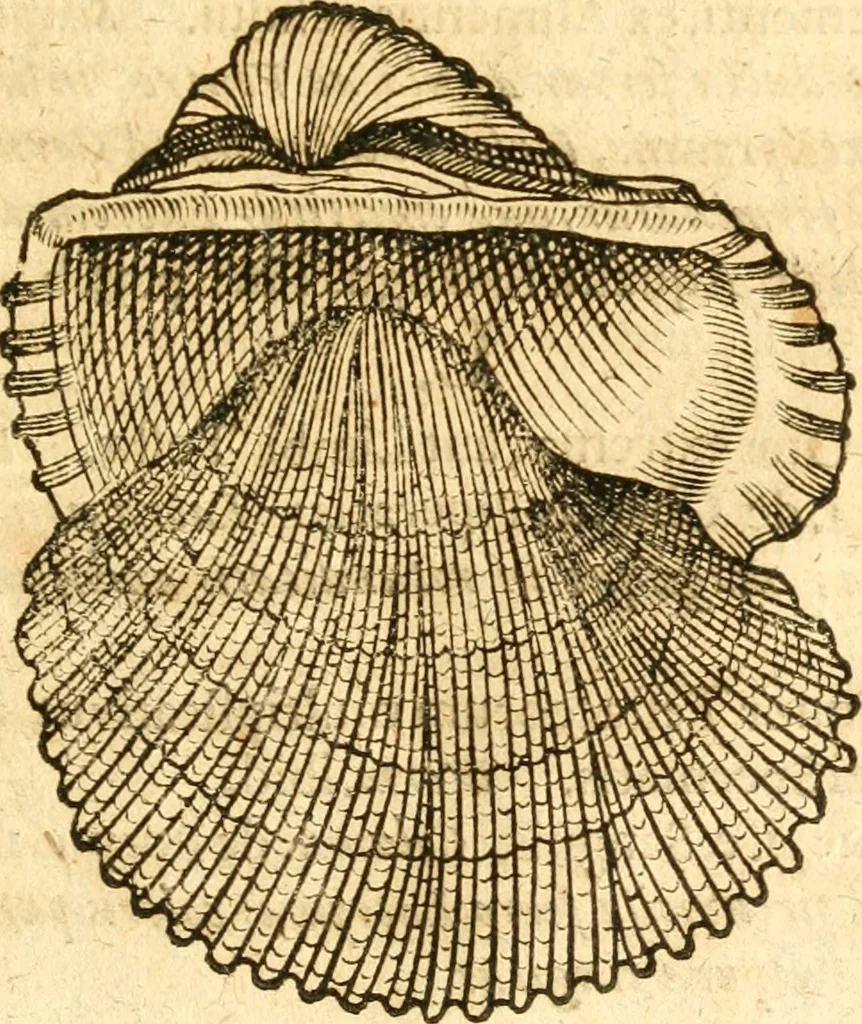 An illustration from Fabii Columnæ, Lyncei, nobilis Neapolitani, genere Romani, Opusculum de Purpura : Romae primùm, an. 1616 editum, & nunc iterùm luci datum, operâ ac studio Johann-Danielis Majoris ... cujus novissimè accesserunt annotationes quædam, 1675, leaf 224