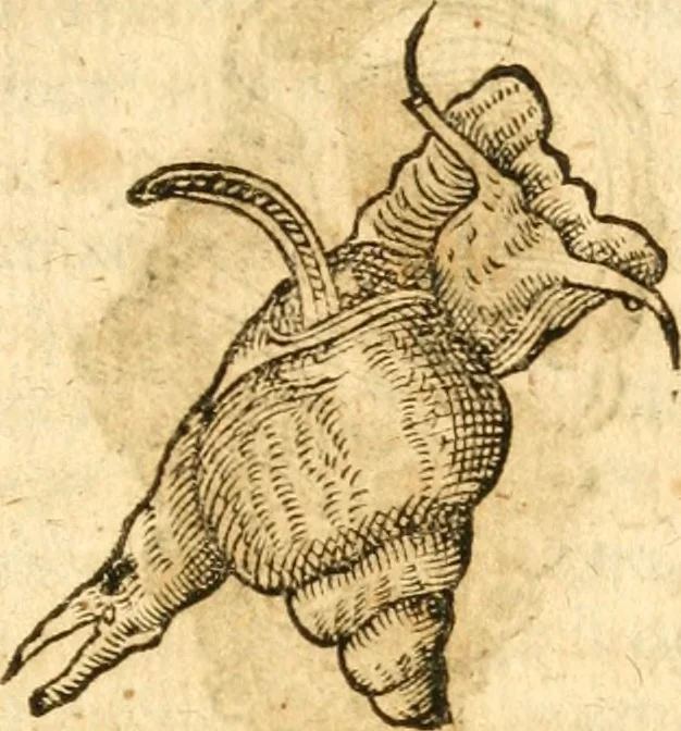An illustration from Fabii Columnæ, Lyncei, nobilis Neapolitani, genere Romani, Opusculum de Purpura : Romae primùm, an. 1616 editum, & nunc iterùm luci datum, operâ ac studio Johann-Danielis Majoris ... cujus novissimè accesserunt annotationes quædam, 1675, leaf 228