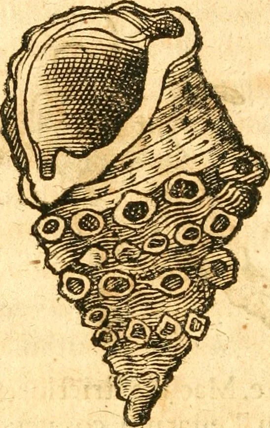 An illustration from Fabii Columnæ, Lyncei, nobilis Neapolitani, genere Romani, Opusculum de Purpura : Romae primùm, an. 1616 editum, & nunc iterùm luci datum, operâ ac studio Johann-Danielis Majoris ... cujus novissimè accesserunt annotationes quædam, 1675, leaf 229