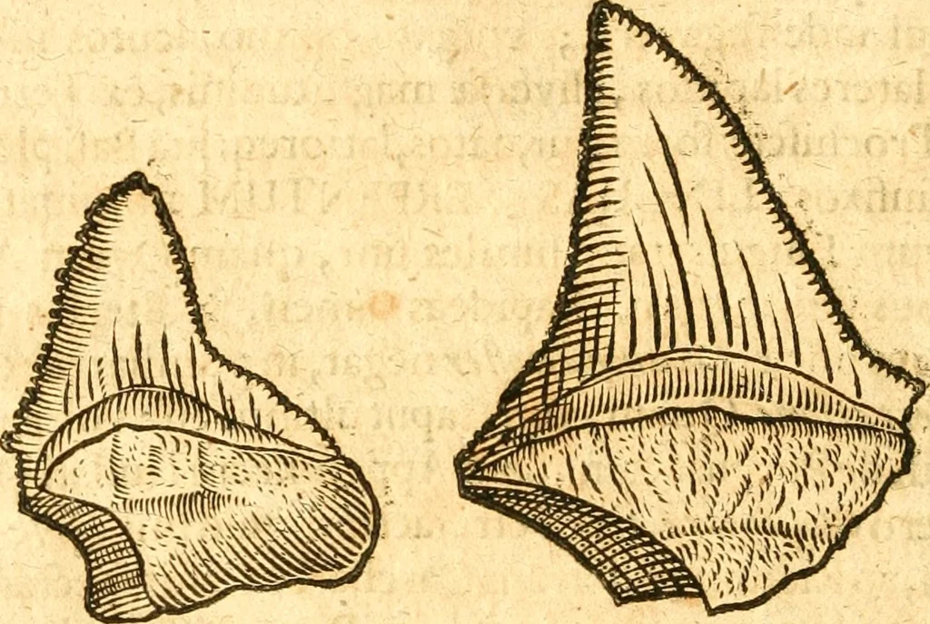 An illustration from Fabii Columnæ, Lyncei, nobilis Neapolitani, genere Romani, Opusculum de Purpura : Romae primùm, an. 1616 editum, & nunc iterùm luci datum, operâ ac studio Johann-Danielis Majoris ... cujus novissimè accesserunt annotationes quædam, 1675, leaf 231