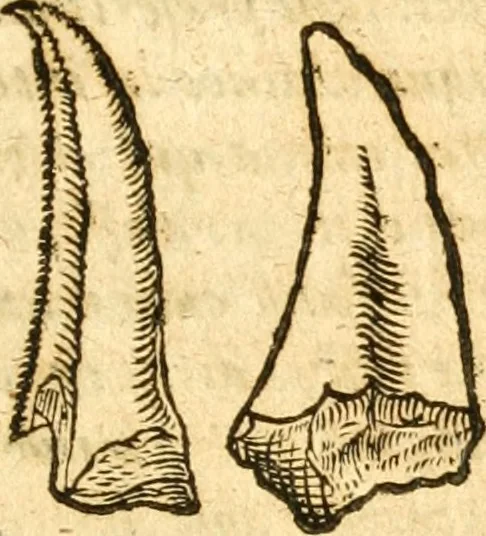 An illustration from Fabii Columnæ, Lyncei, nobilis Neapolitani, genere Romani, Opusculum de Purpura : Romae primùm, an. 1616 editum, & nunc iterùm luci datum, operâ ac studio Johann-Danielis Majoris ... cujus novissimè accesserunt annotationes quædam, 1675, leaf 236