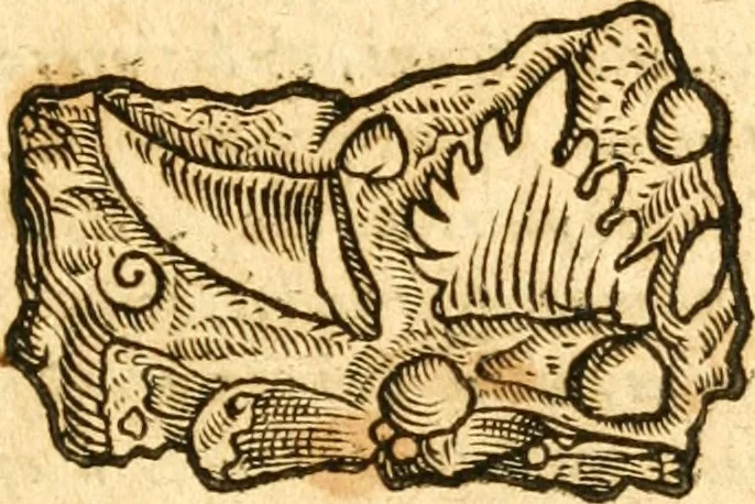 An illustration from Fabii Columnæ, Lyncei, nobilis Neapolitani, genere Romani, Opusculum de Purpura : Romae primùm, an. 1616 editum, & nunc iterùm luci datum, operâ ac studio Johann-Danielis Majoris ... cujus novissimè accesserunt annotationes quædam, 1675, leaf 236